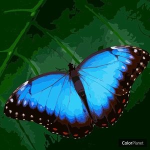 Meet your Posher, Carol